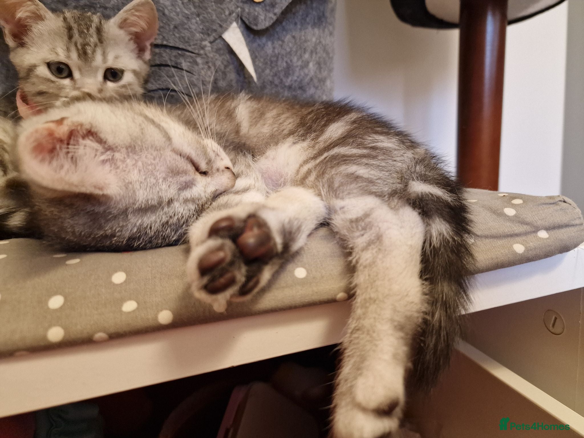 British Shorthair cats 2 Beautiful British Short-hair and X daddy kittens - Advert 1