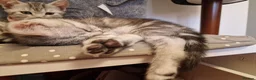 British Shorthair cats for sale: 2 Beautiful British Short-hair and X daddy kittens - Advert 1