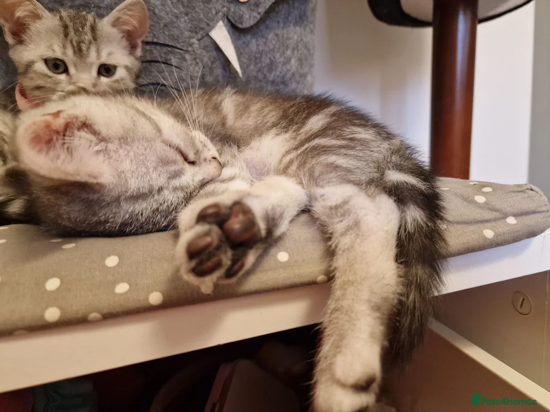 British Shorthair cats for sale: 2 Beautiful British Short-hair and X daddy kittens - Advert 1