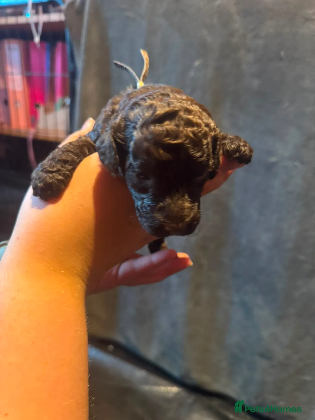 Australian Labradoodle dogs for sale: Multi generation Australian Labradoodles in Manchester - Advert 40