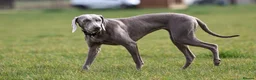 Weimaraner dogs for adoption: Beautiful petite Weimaraner bitch (spayed) in Grantham - Advert 2