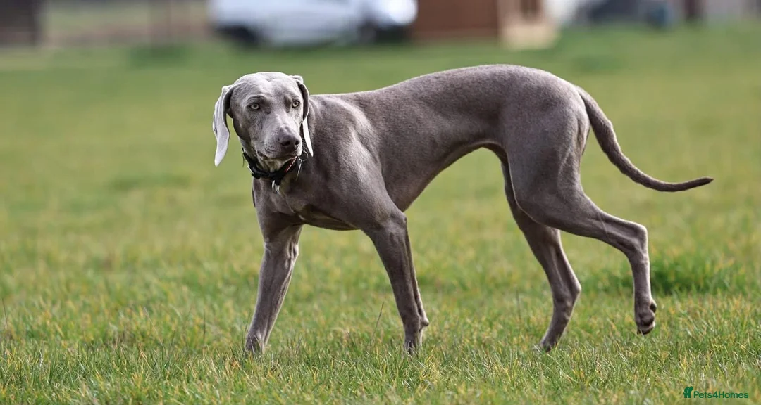 Weimaraner dogs for adoption: Beautiful petite Weimaraner bitch (spayed) in Grantham - Advert 2