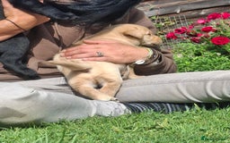 Labrador Retriever dogs for sale: Fifth generation pedigree pups  - Image 10