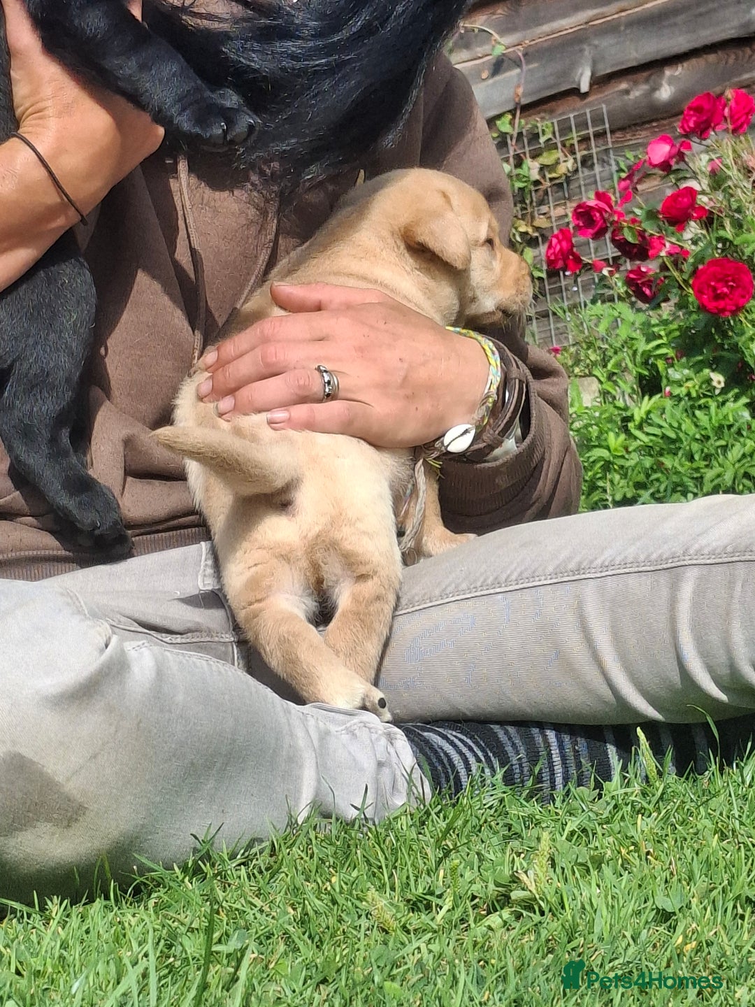 Labrador Retriever dogs for sale: Fifth generation pedigree pups  - Image 10