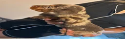 Dachshund dogs for sale: Stunning dachshund puppies ready to go soon - Advert 7