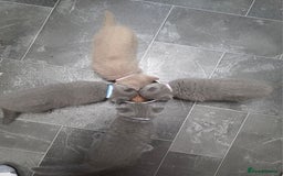 British Shorthair cats for sale: Cute British Shorthair Kittens Ready for go - Image 9