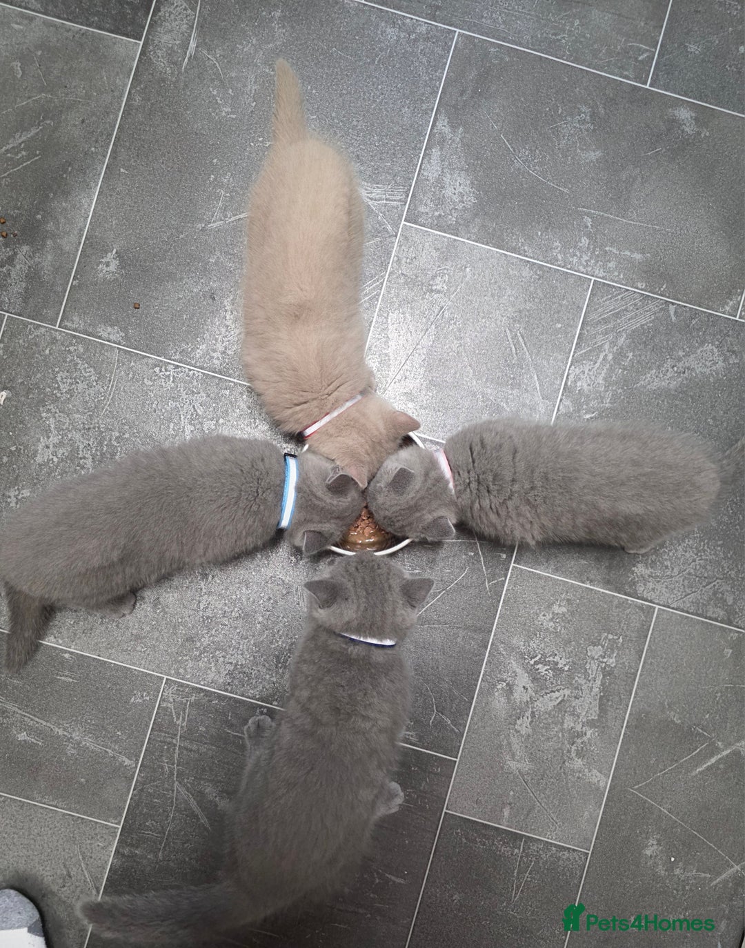British Shorthair cats for sale: Cute British Shorthair Kittens Ready for go - Image 9