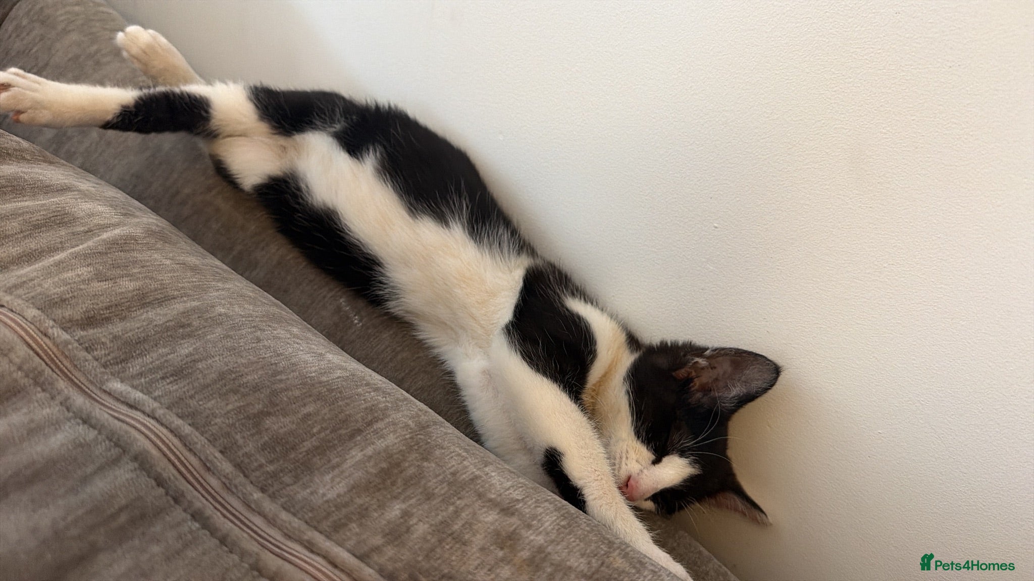 Mixed Breed cats Female kitten- looking for forever home🤍 - Advert 7