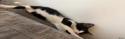 Mixed Breed cats for sale: Female kitten- looking for forever home🤍 - Advert 1