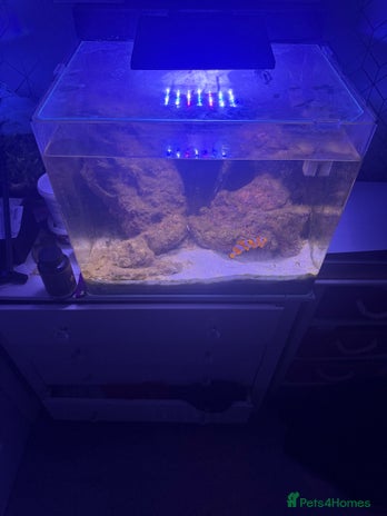 Other/Mixed Breed fish - Advert 2