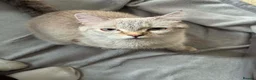 Scottish Fold cats for sale: Scottish Fold Healthy Playful Kittens Available - Advert 2