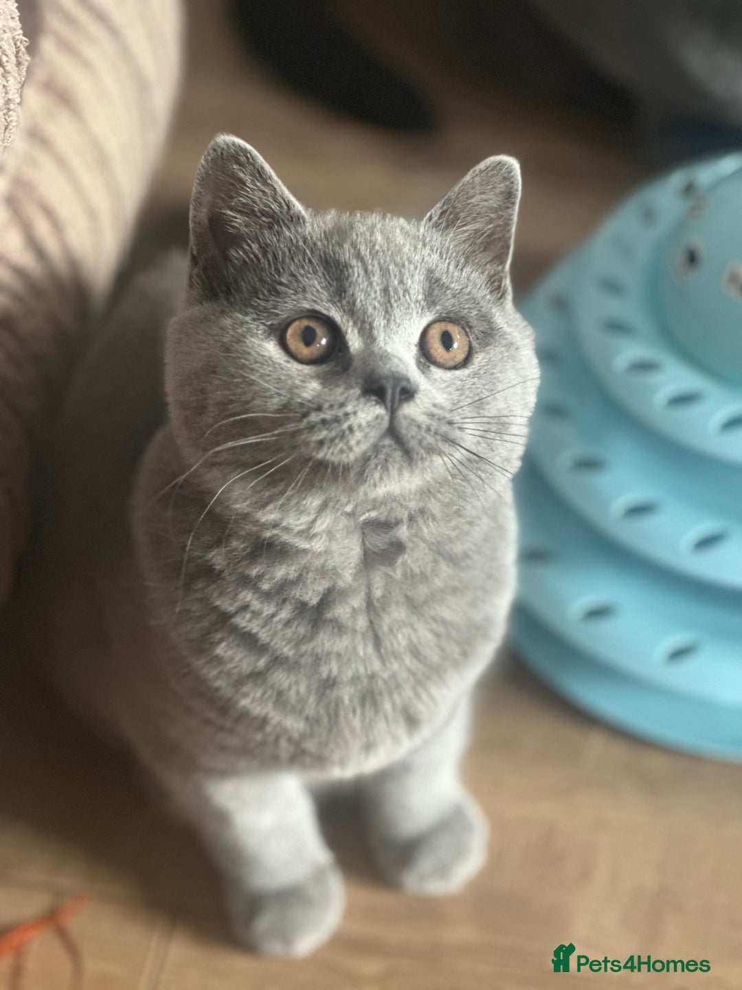 British Shorthair cats for sale: Excellent Champion line  - Image 12
