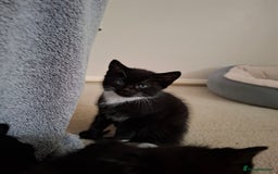 Mixed Breed cats for sale: seven funny kittens - Image 16