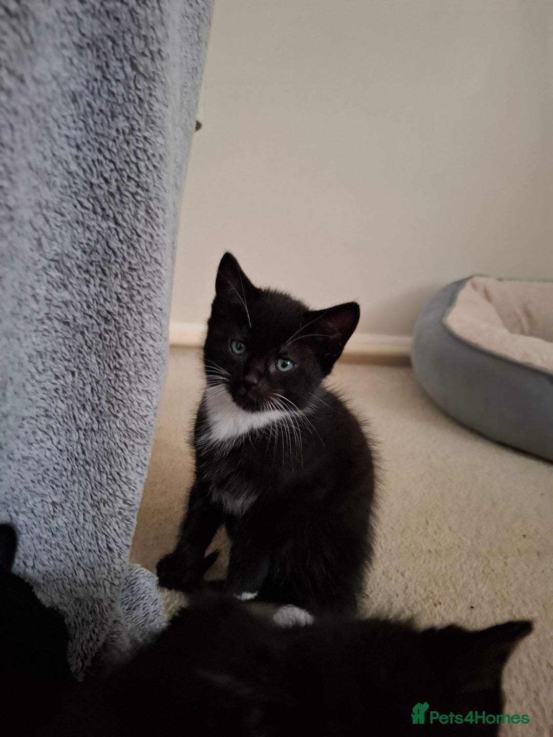 Mixed Breed cats for sale: seven funny kittens - Image 16