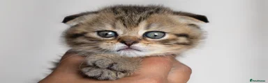 Scottish Fold Female 