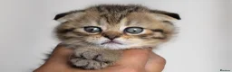 Scottish Fold cats for sale: 🐾Scottish Fold & Straight Kittens, 4Girls, 1Boy  - Advert 6