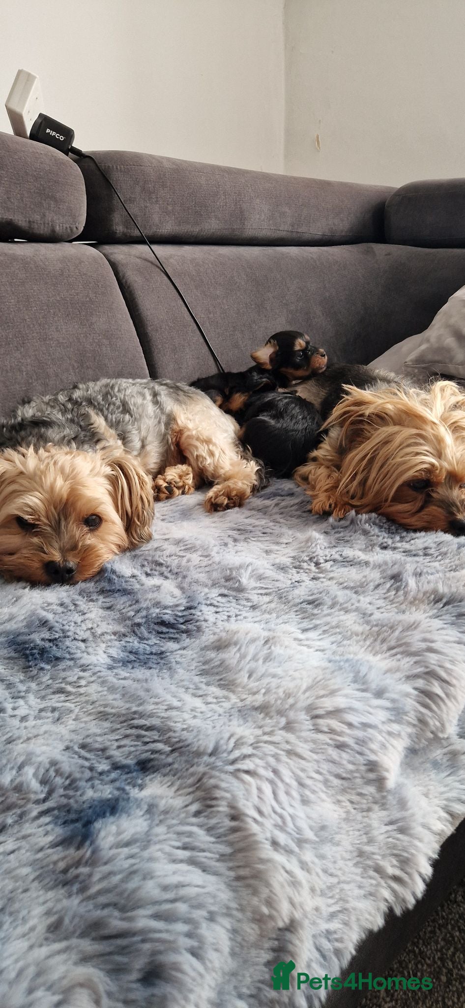 Yorkshire Terrier dogs for sale: Yorkshire terrier puppies 🐶  - Advert 1