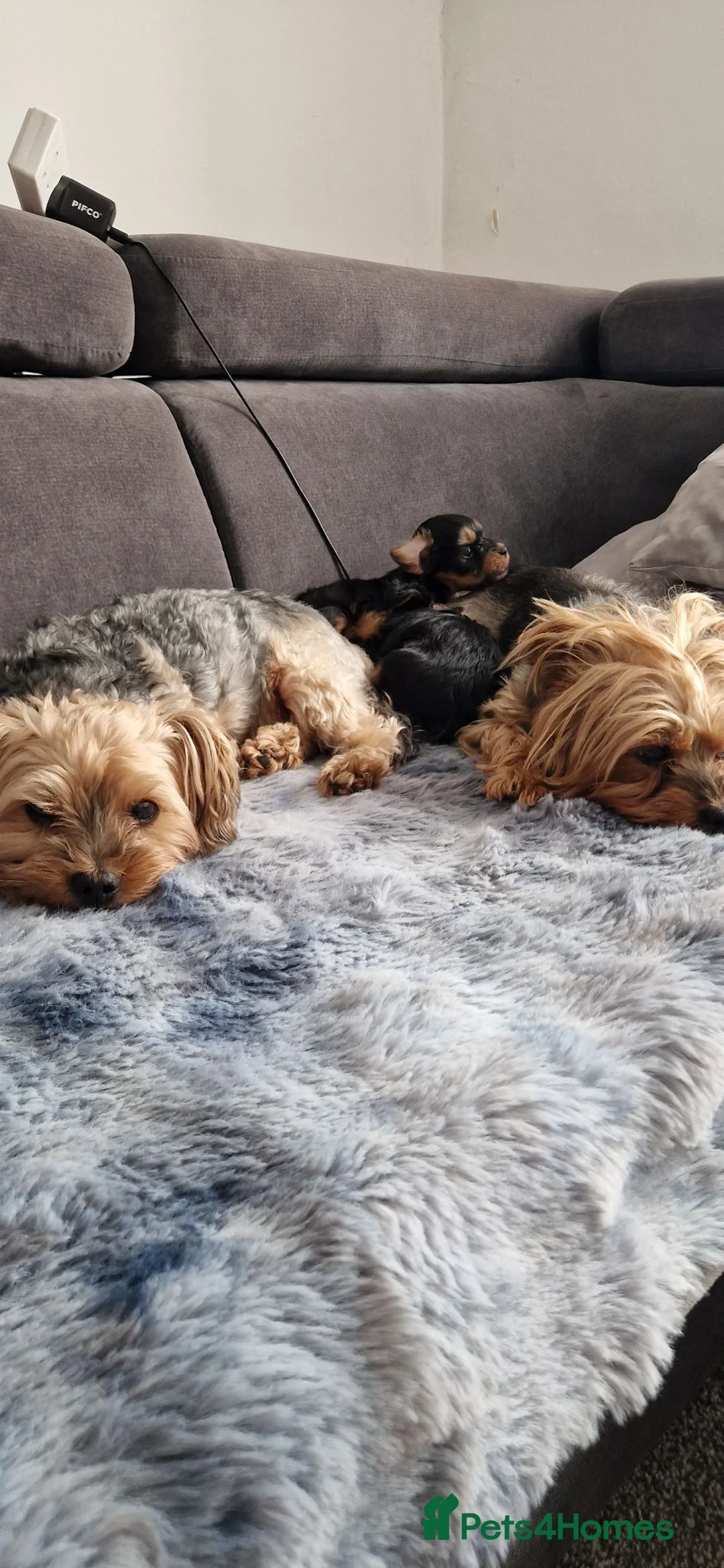 Yorkshire Terrier dogs for sale: Yorkshire terrier puppies 🐶  - Advert 1