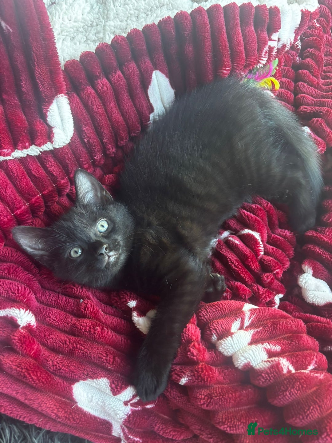 British Shorthair cats for sale: BRITISH BLUE CROSS  in Newbury - Image 22