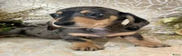 Miniature Dachshund dogs for sale: KC Smooth Coat Miniature Dachshunds - Advert 12