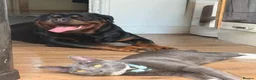 Rottweiler dogs for stud: Champion Bloodline Rottweiler Stud - Advert 4