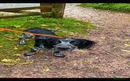 Sprocker dogs for sale: Spocker spaniel for sale  - Image 1