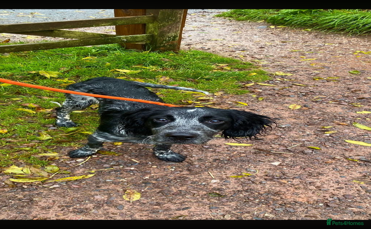 Sprocker dogs - Advert 1