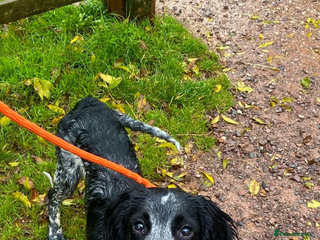 Sprocker dogs - Advert 1