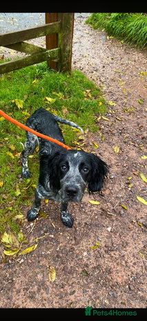 Sprocker dogs - Advert 1