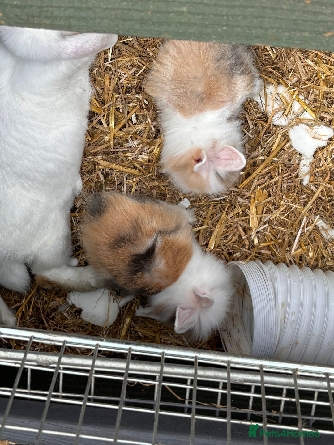 Lionhead rabbits for sale: Lionhead x lowered baby rabbits  - Image 13