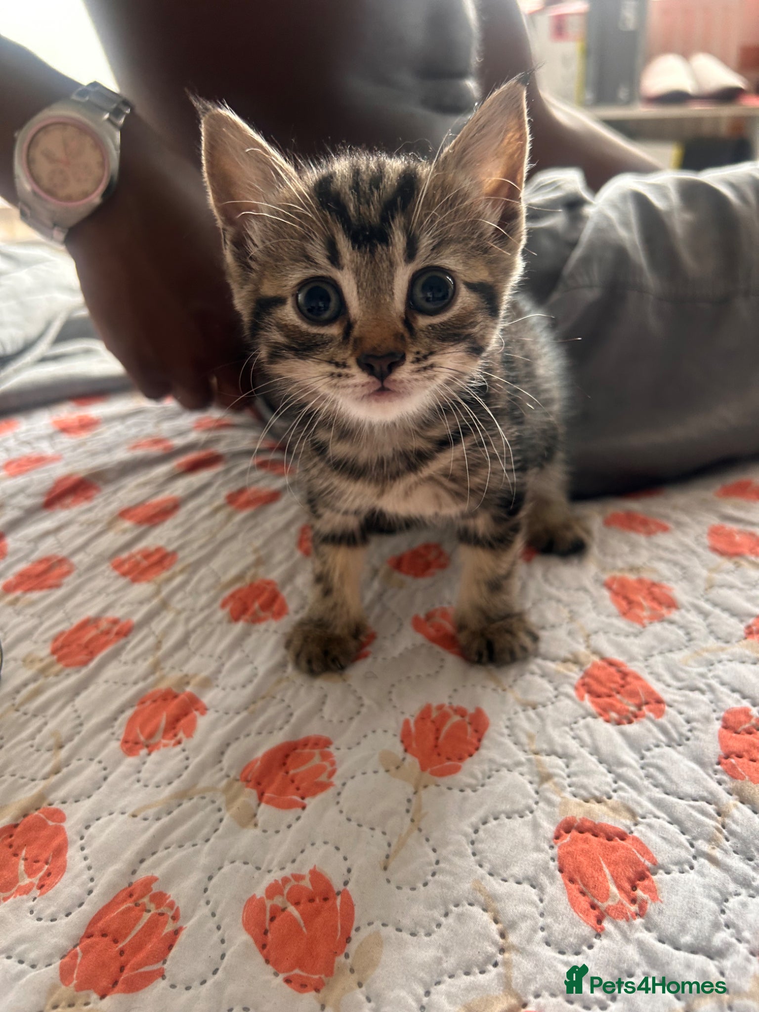 Mixed Breed cats Kittens  - Advert 2