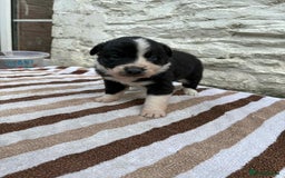 Mixed Breed dogs for sale: Welsh collies X Border collie - Image 12