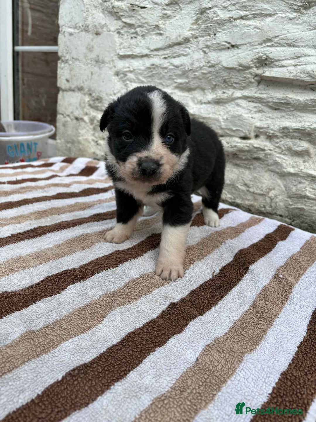 Mixed Breed dogs for sale: Welsh collies X Border collie - Image 12