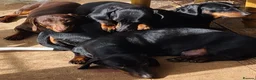 Dachshund dogs for sale: Gorgeous Dachshund Pups in Liverpool - Advert 5
