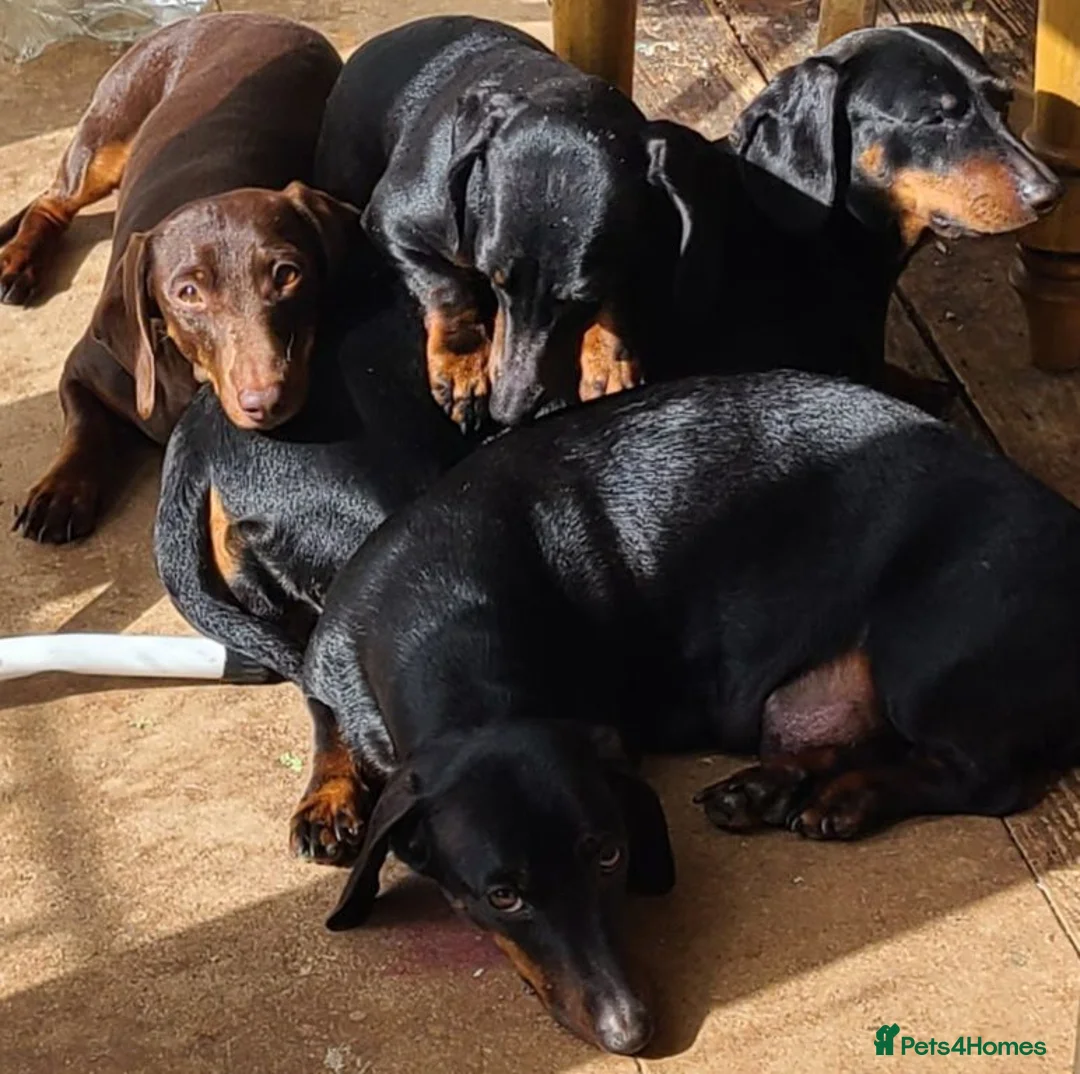 Dachshund dogs for sale: Gorgeous Dachshund Pups in Liverpool - Advert 5