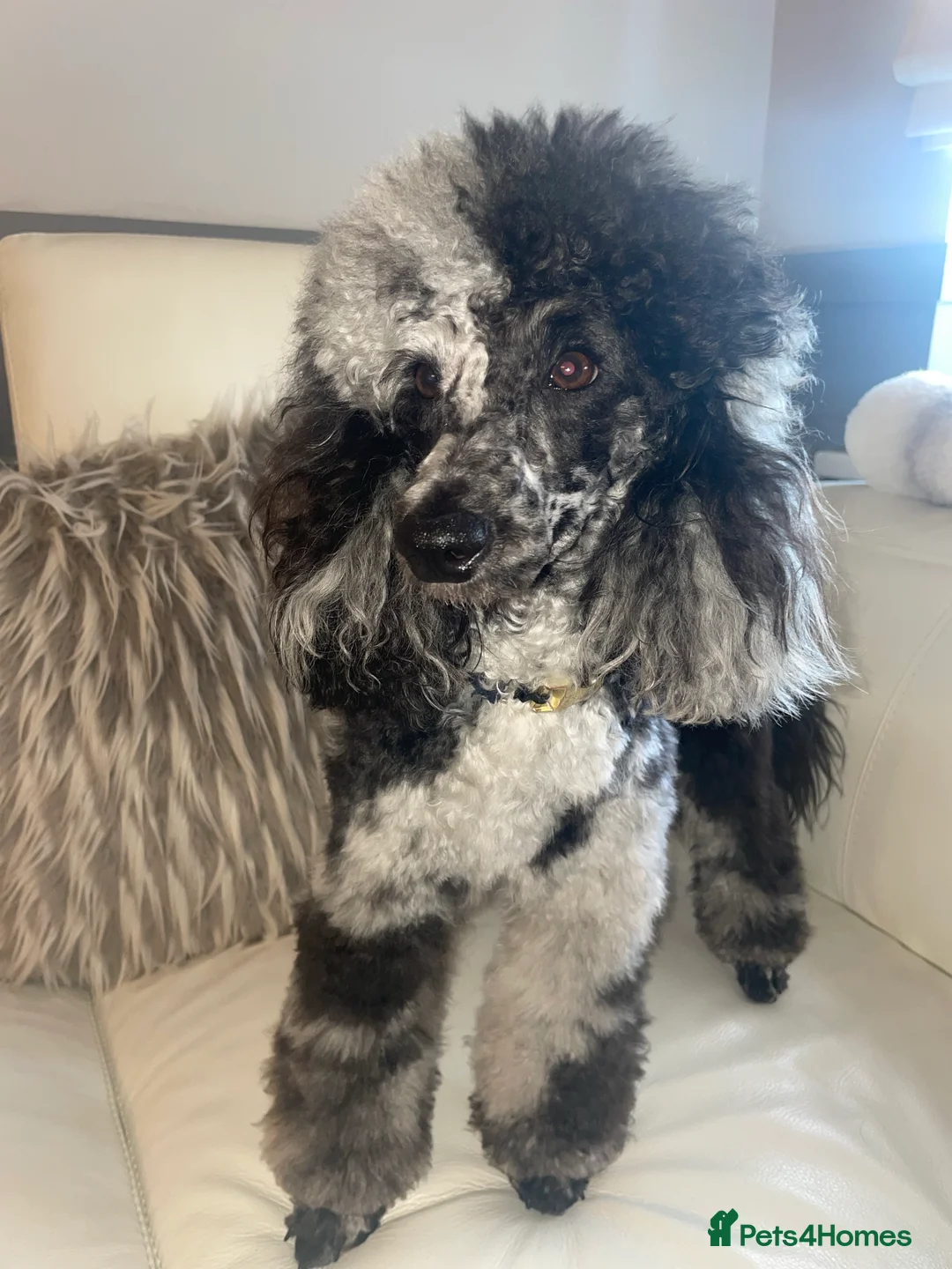 Miniature Poodle dogs for stud: Blue Merle Miniature Poodle (PROVEN) Health Tested in Sunderland - Advert 31