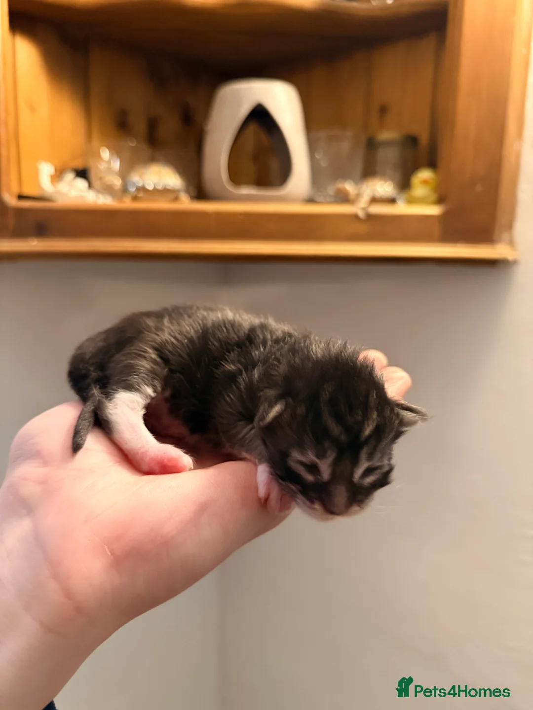 Maine Coon cats for sale: 3 adorable full Maine coon kittens in Stafford - Advert 13
