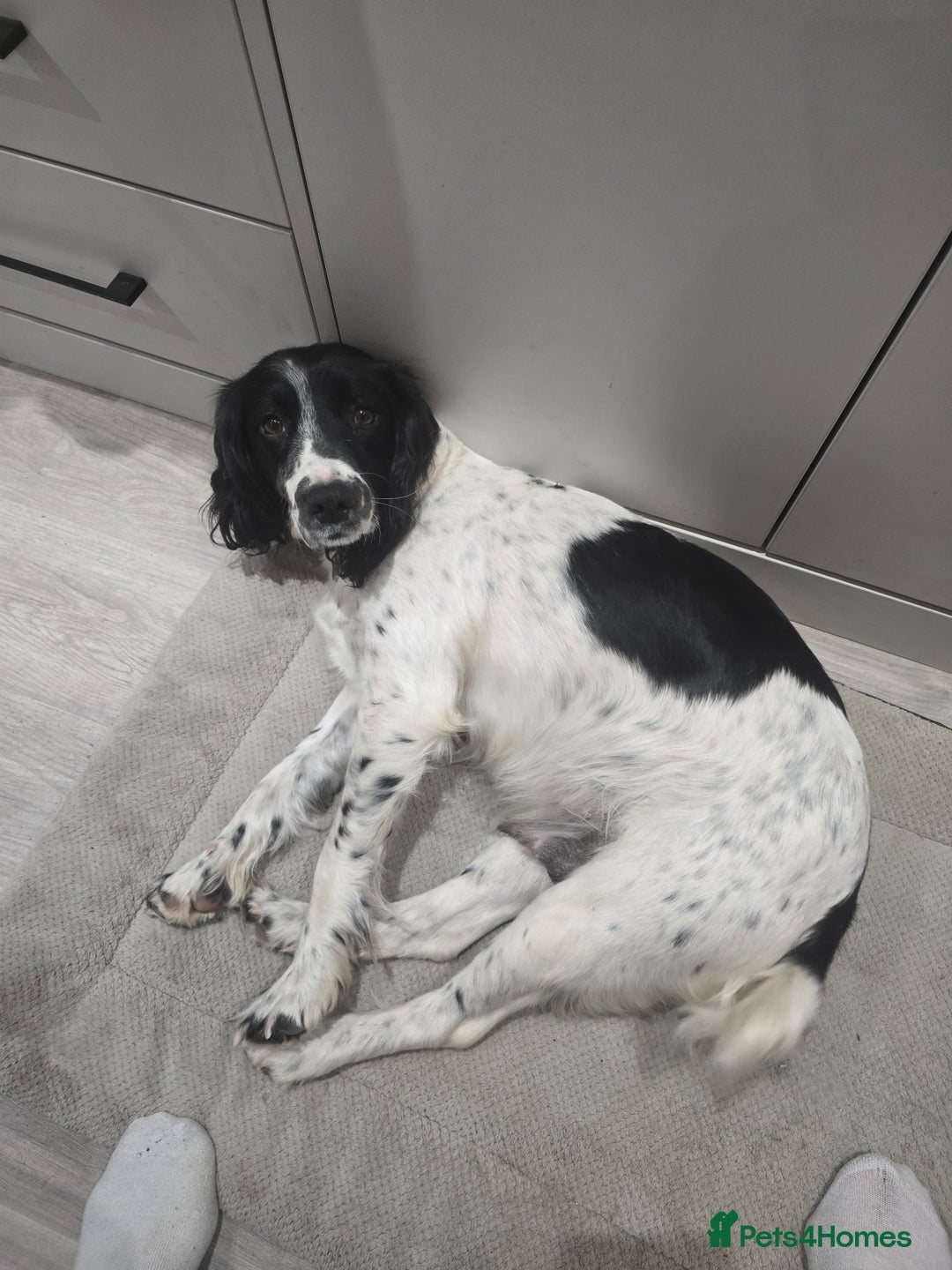 English Springer Spaniel dogs for sale: 9 English Springe4 Spaniels Puppies - Advert 4