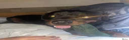 Rottweiler dogs for sale: Rottweiler  in Sheerness - Advert 1