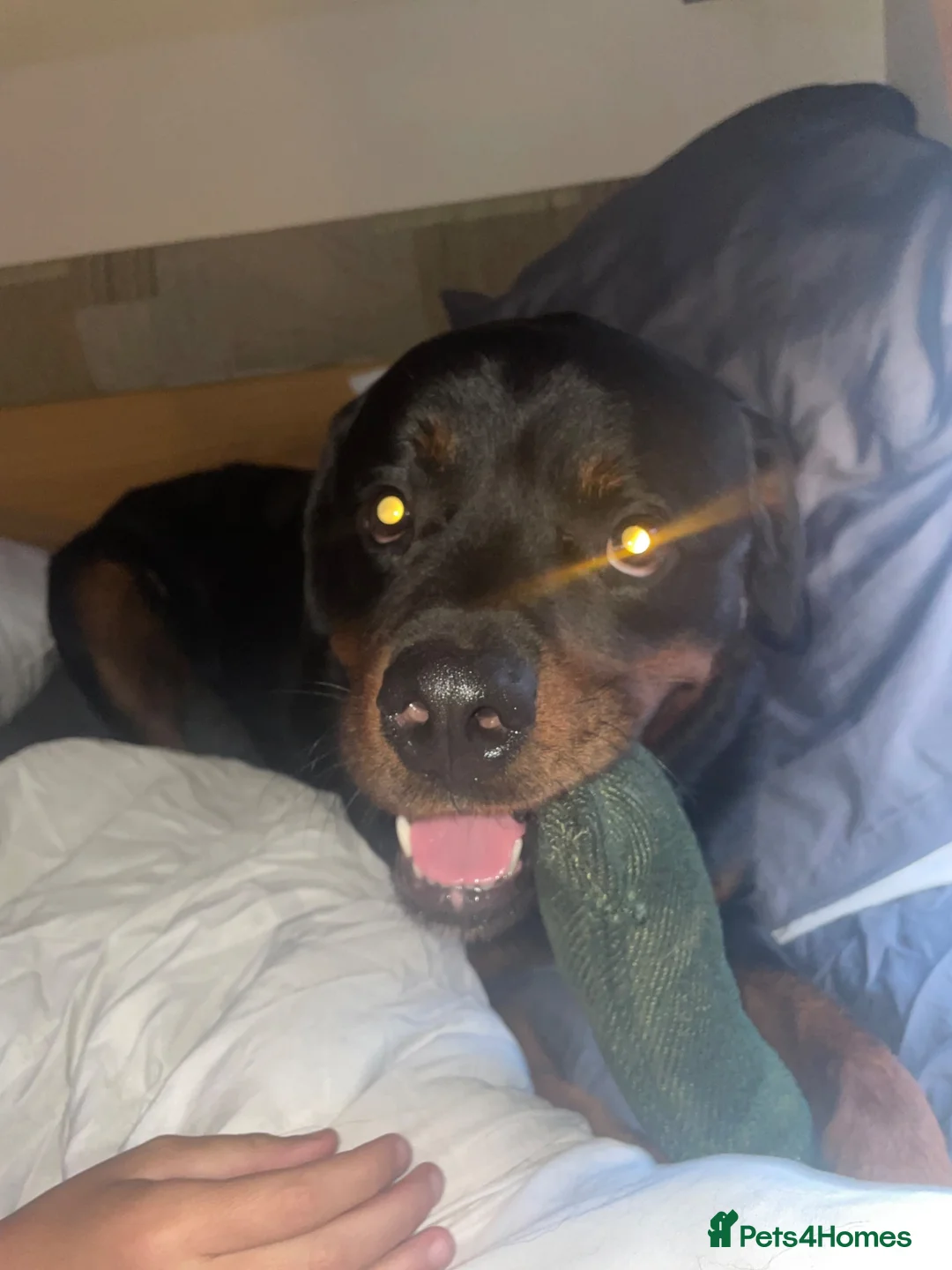 Rottweiler dogs for sale: Rottweiler  in Sheerness - Advert 1