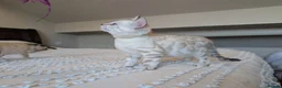 Bengal cats for sale: 🤍🩶 GORGEOUS BENGAL KITTENS 🩶🤍 - Advert 19