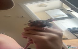 Rat rodents for sale: Baby rats - Image 10