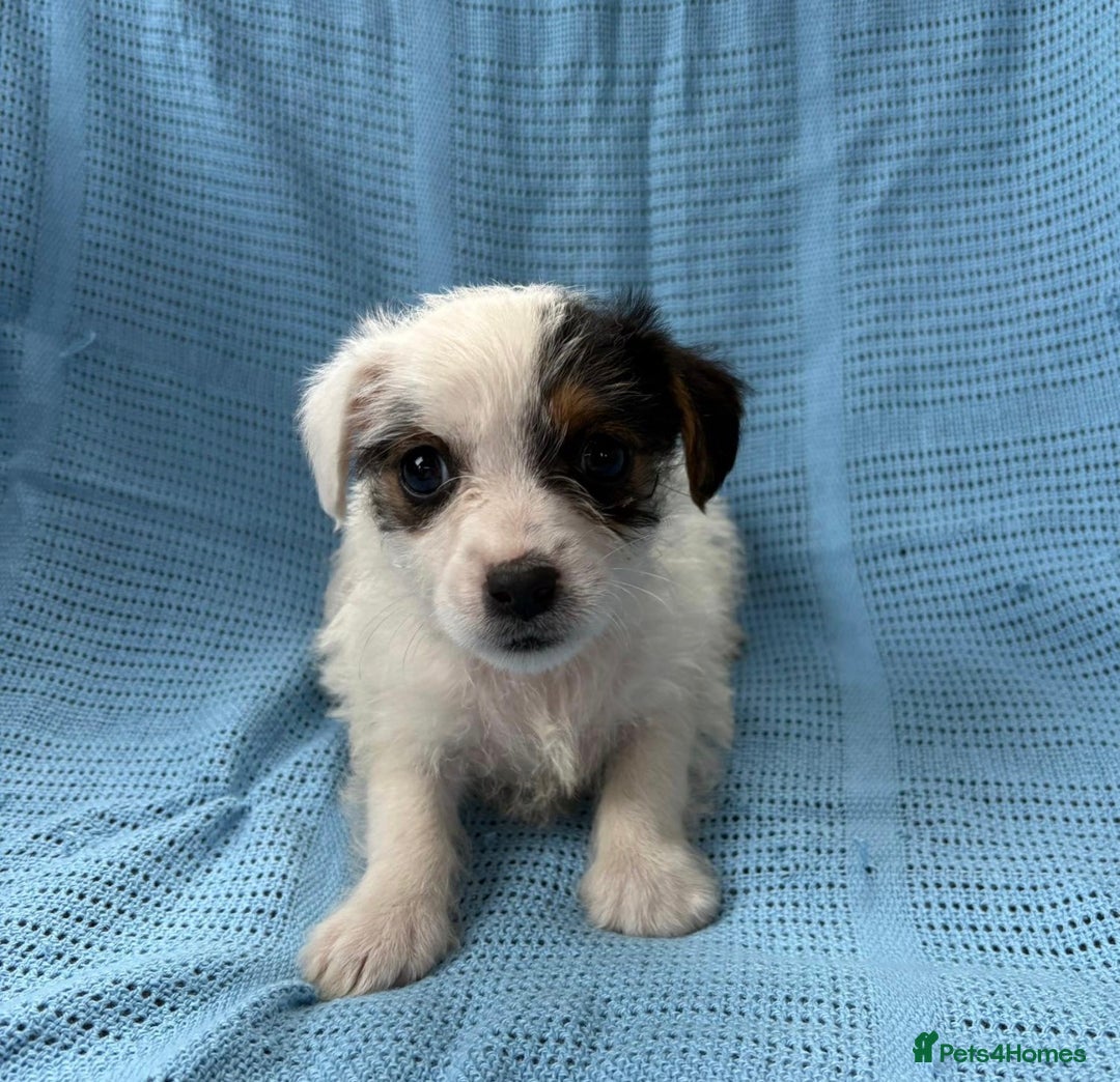 Jack Russell dogs for sale: Mini Jack Russell Terrier puppy - Image 5