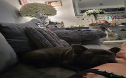French Bulldog dogs for sale: Kc registered blue male French bulldog 8 months  - Image 3