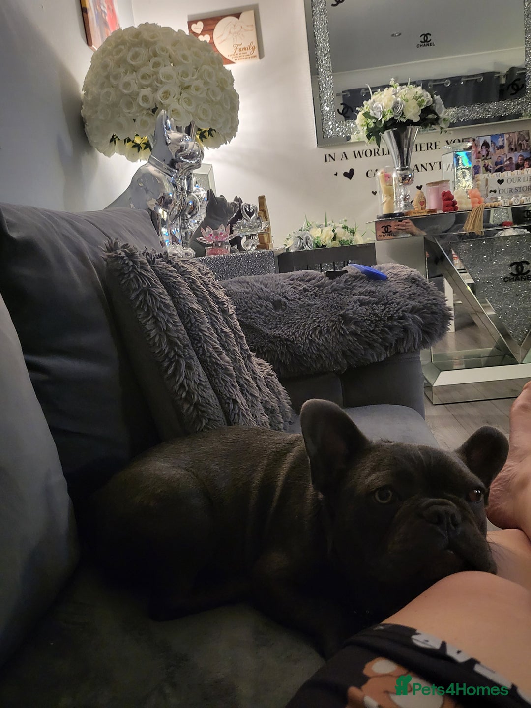 French Bulldog dogs for sale: Kc registered blue male French bulldog 8 months  - Image 3
