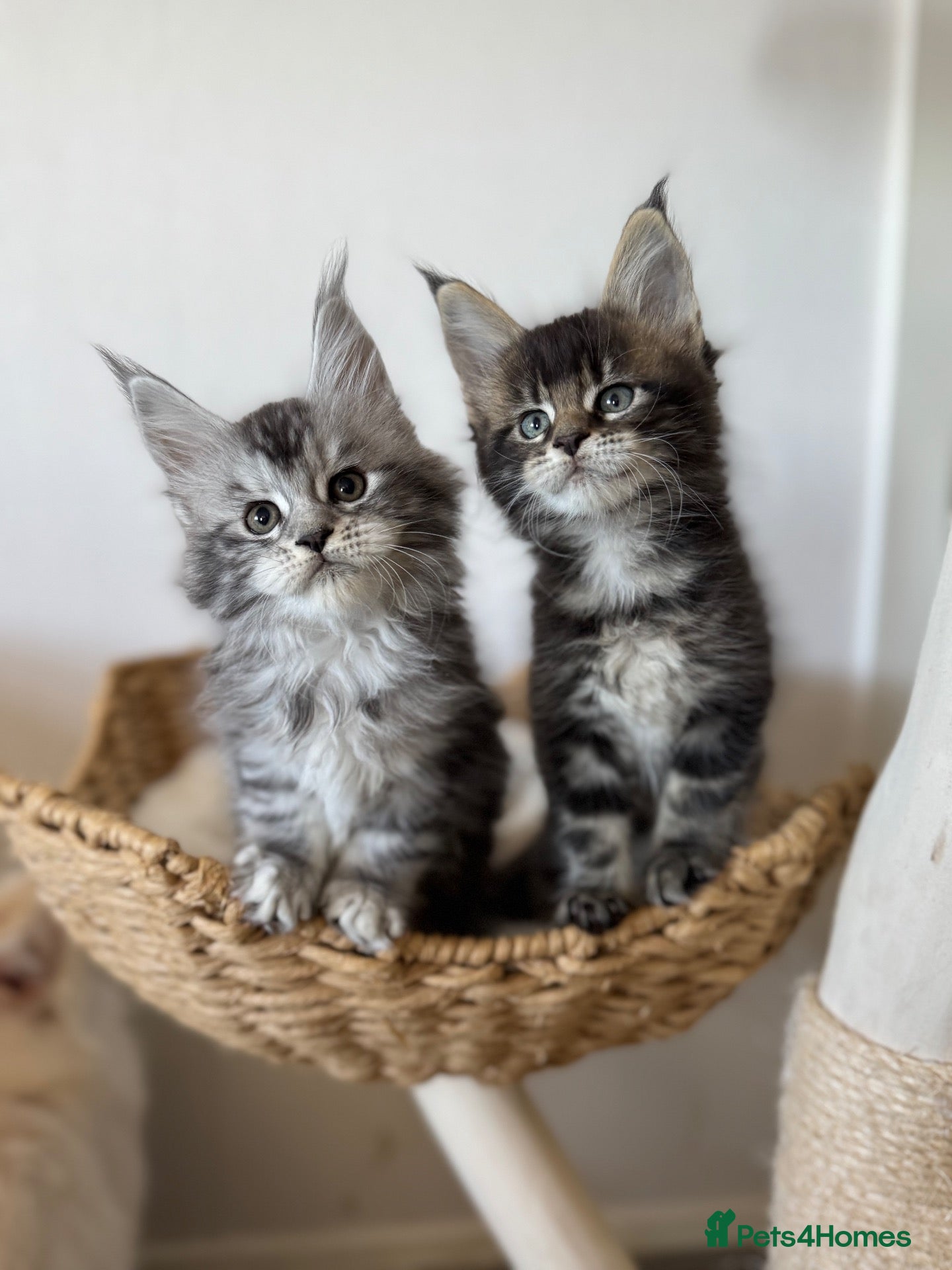 Maine Coon cats 🌟🌟 Amazing Kittens Maine Coon 🌟🌟 - Advert 11