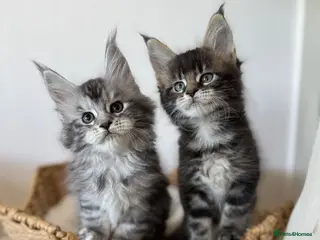Maine Coon cats 🌟🌟 Amazing Kittens Maine Coon 🌟🌟 - Advert 11
