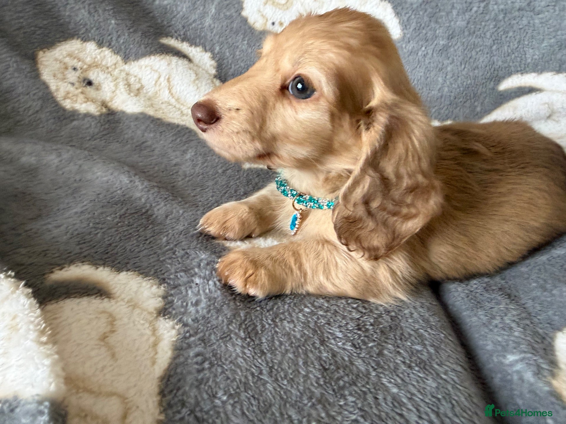 Miniature Dachshund dogs Stunning long hair  KC,PRA & BVA eye clear parents - Advert 11