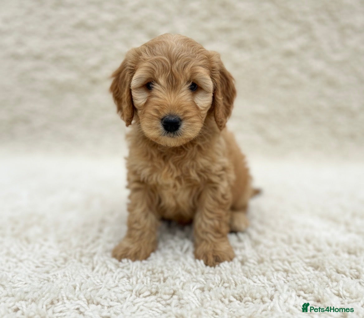 Cockapoo dogs Miniature cockapoo s - Advert 2