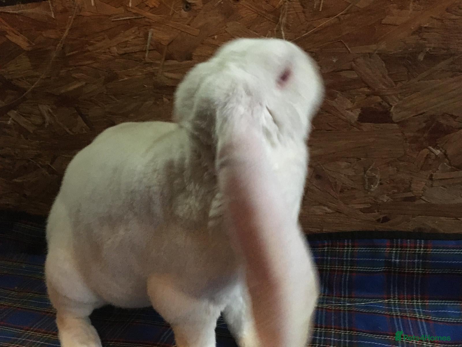English Lop rabbits Velveteen Lop (Male, White) - Advert 2